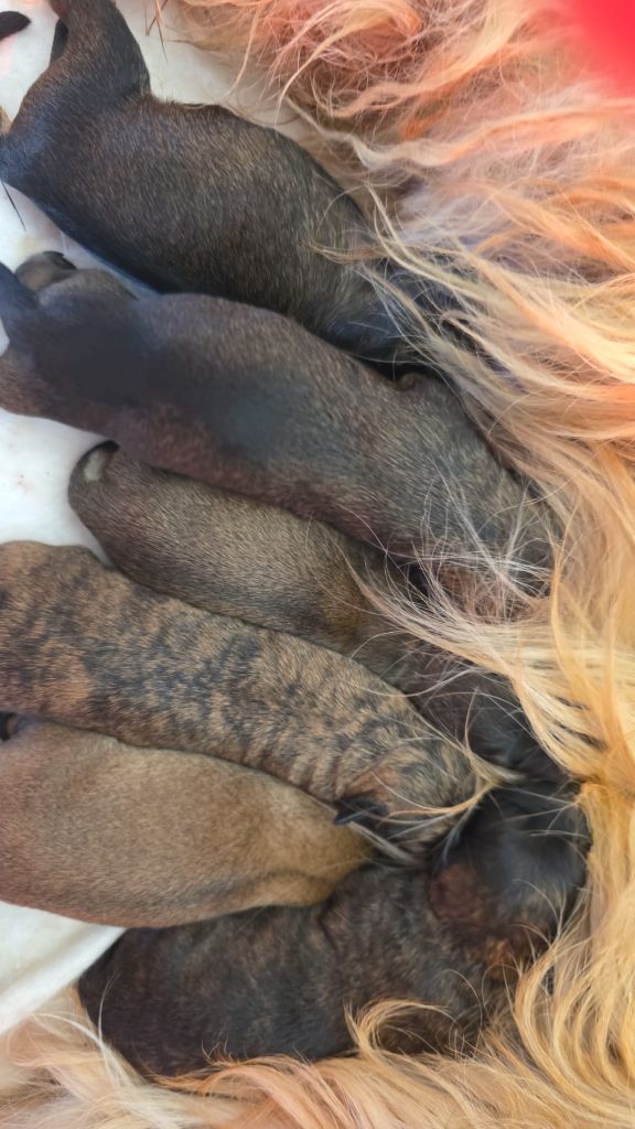 Les babys CATALAN sont là