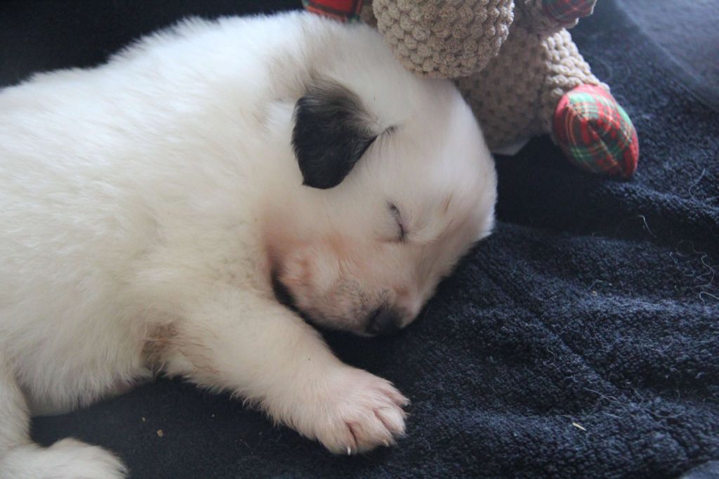 chiots Montagne